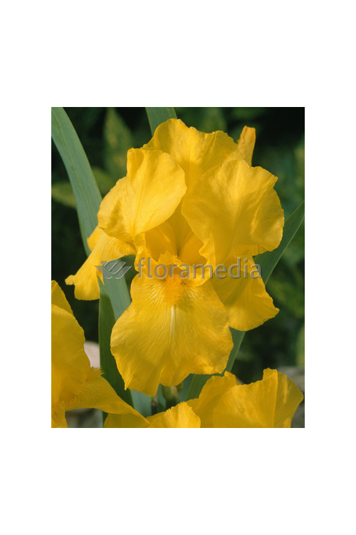 Kosaciec (Irys) bródkowy 'Ola Kala' Iris barbata