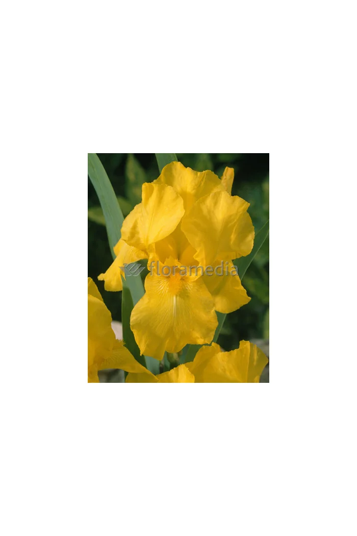 Kosaciec (Irys) bródkowy 'Ola Kala' Iris barbata