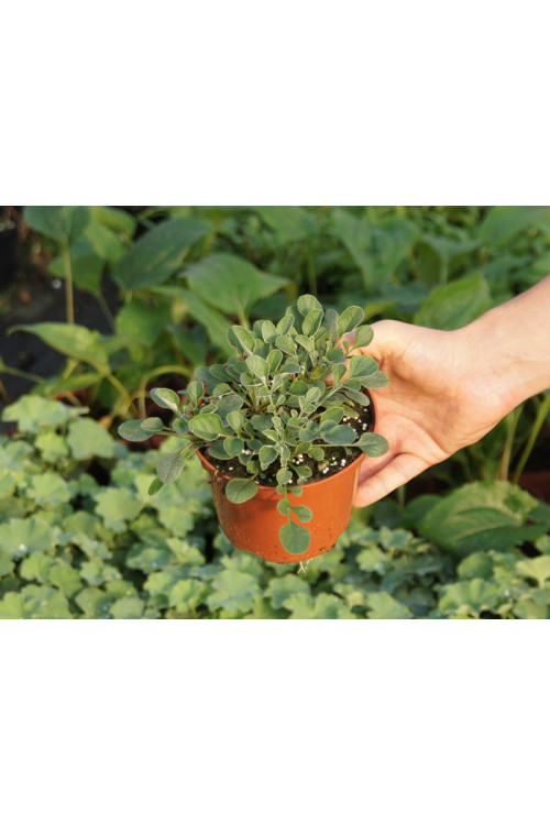 Chaber białawy 'John Coutts' Centaurea hypoleuca