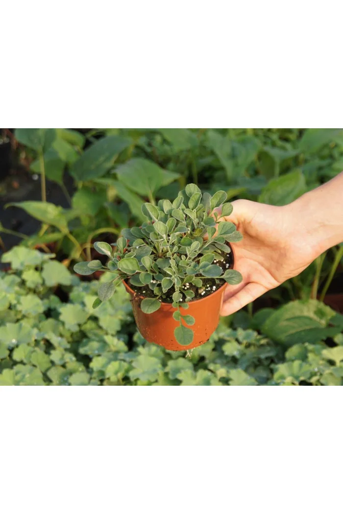 Chaber białawy 'John Coutts' Centaurea hypoleuca