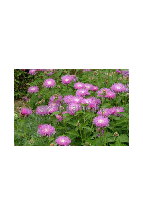 Chaber białawy 'John Coutts' Centaurea hypoleuca