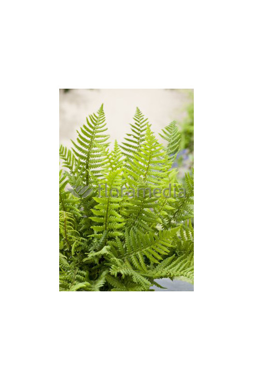 Narecznica Wallicha | Dryopteris wallichiana