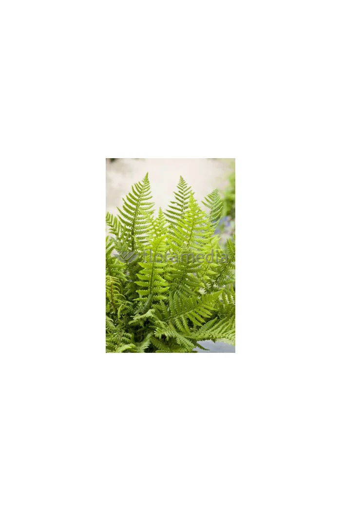 Narecznica Wallicha | Dryopteris wallichiana