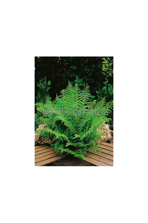 Narecznica Wallicha | Dryopteris wallichiana