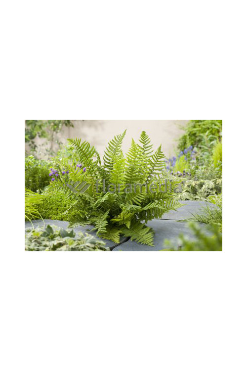 Narecznica Wallicha | Dryopteris wallichiana