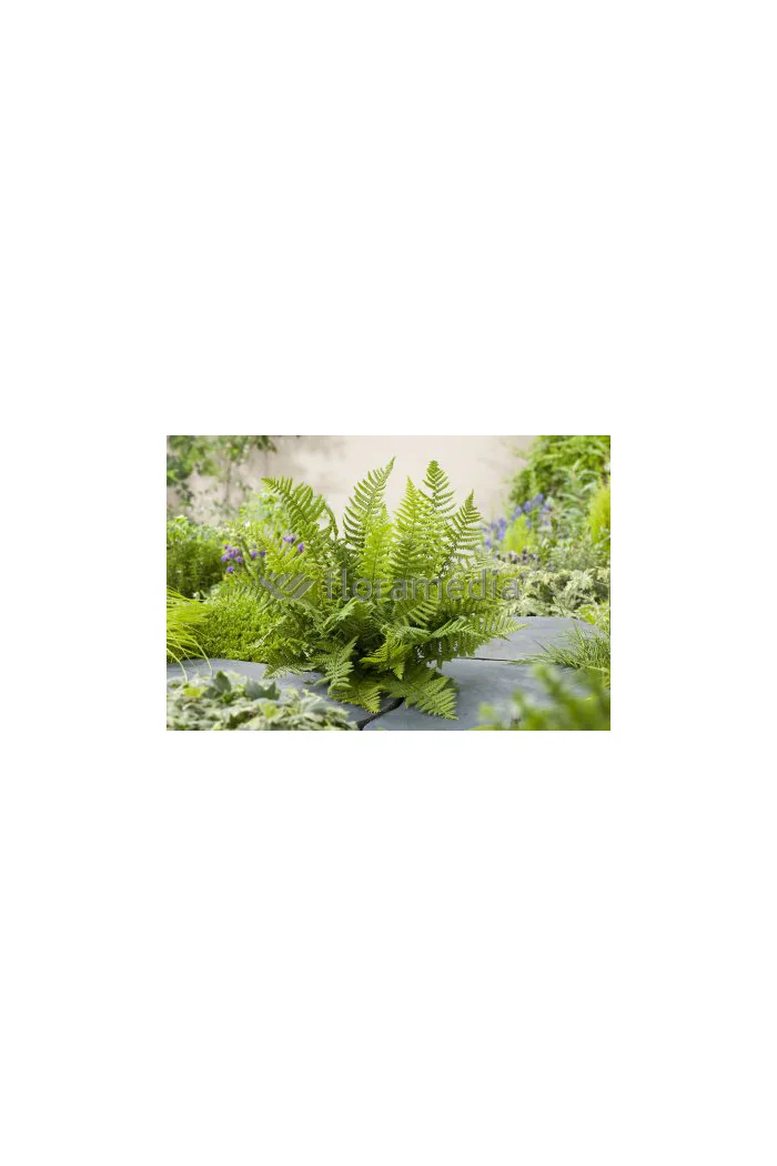 Narecznica Wallicha | Dryopteris wallichiana