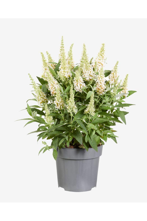 Budleja 'Butterfly Candy Little White' | Buddleja dawidii