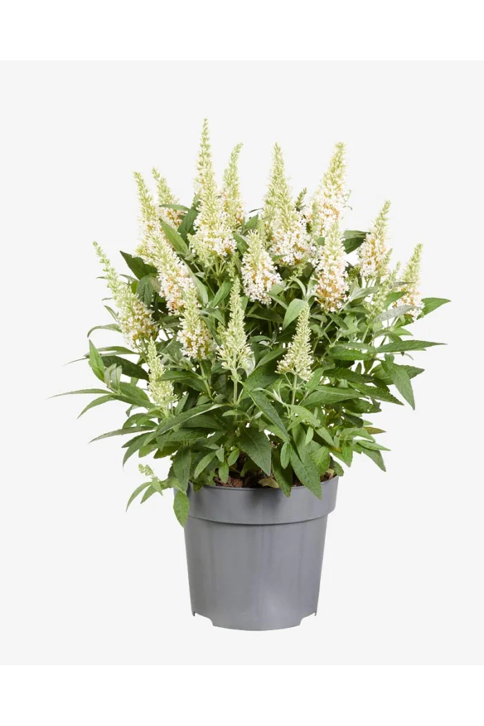 Budleja 'Butterfly Candy Little White' | Buddleja dawidii