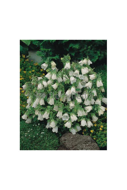 Zrostka Symphyandra pendula