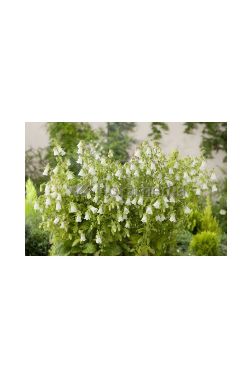 Zrostka Symphyandra pendula