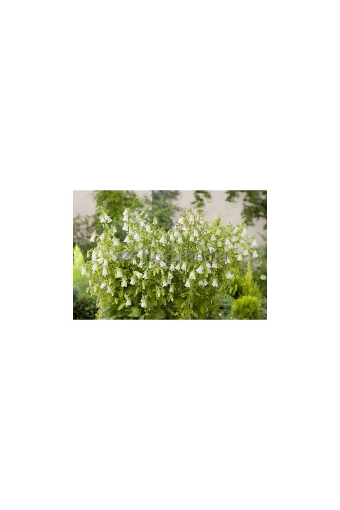 Zrostka Symphyandra pendula