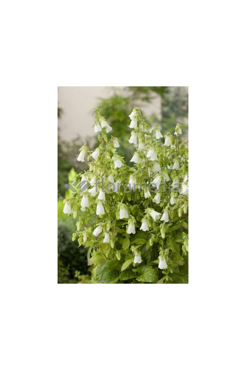 Zrostka Symphyandra pendula