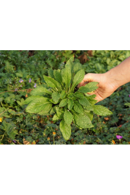 Zrostka Symphyandra pendula