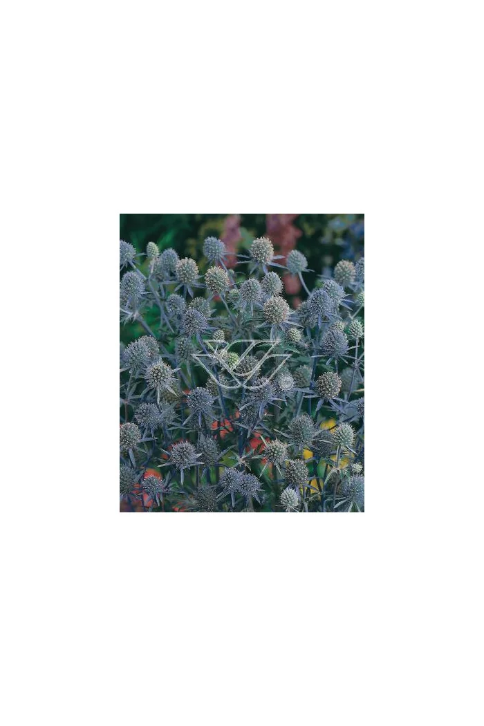 Mikołajek płaskolistny 'Blue Hobbit' | Eryngium planum