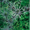 Mikołajek płaskolistny 'Blue Hobbit' | Eryngium planum