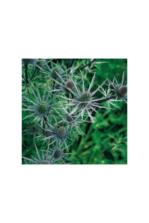Mikołajek płaskolistny 'Blue Hobbit' | Eryngium planum