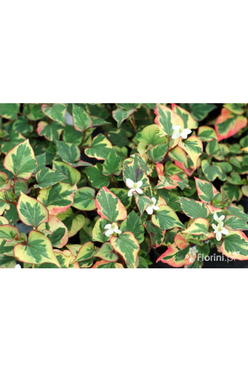 Tułacz pstry 'Chameleon' | Houttuynia cordata