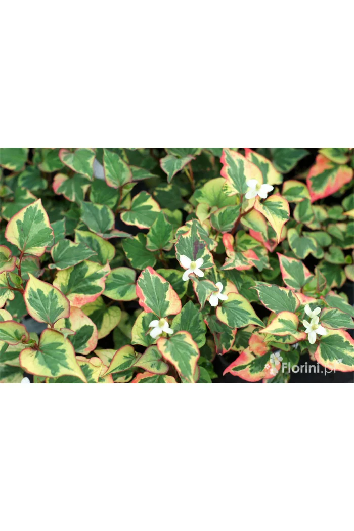 Tułacz pstry 'Chameleon' | Houttuynia cordata