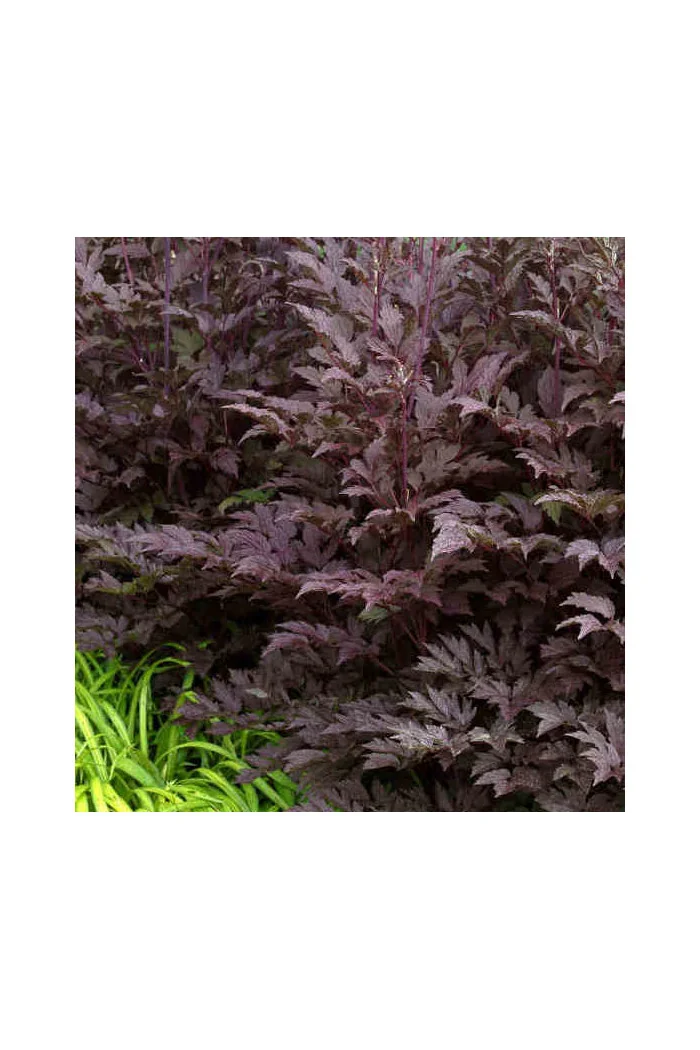 świecznica, świecznica Brunette, świecznica o ciemnych liściach, cimicifuga, pluskwica groniasta, actaea, pachnące kwiaty