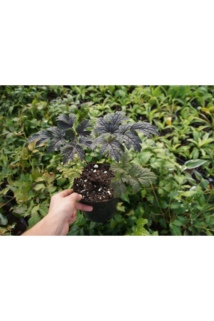 świecznica, świecznica Brunette, świecznica o ciemnych liściach, cimicifuga, pluskwica groniasta, actaea, pachnące kwiaty