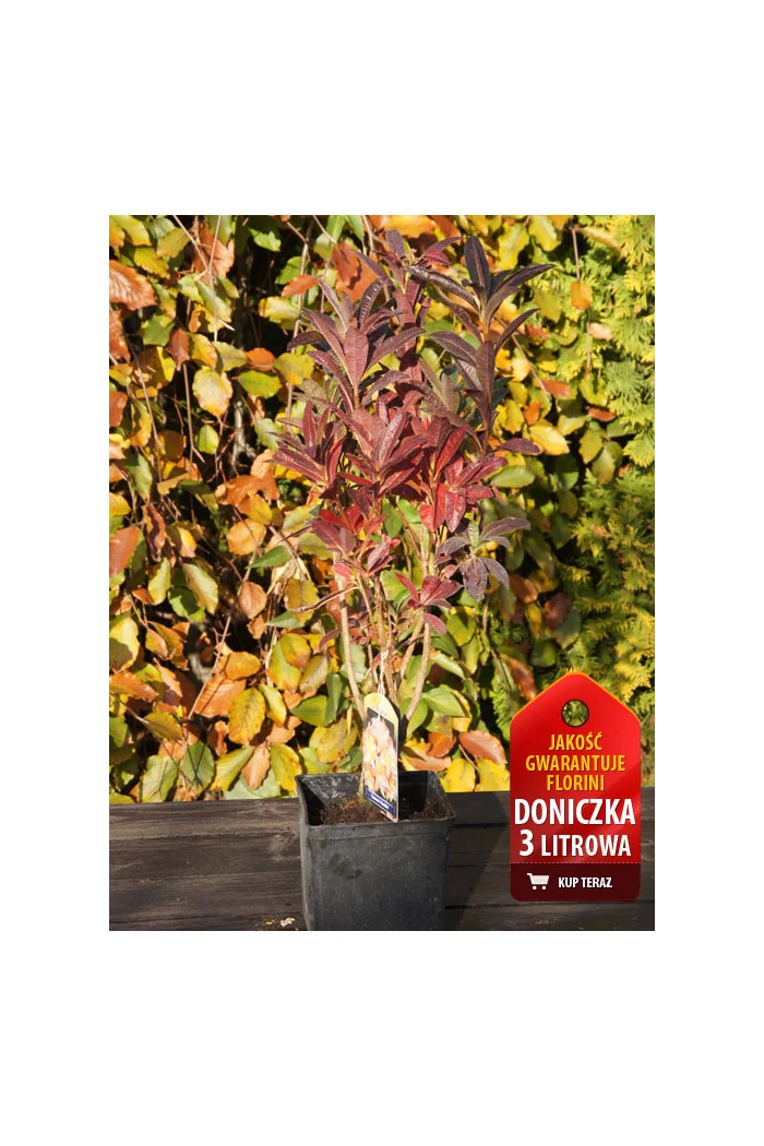 Azalia wielkokwiatowa 'Cannon's Double' Rhododendron