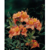 Azalia wielkokwiatowa 'Glowing Embers' | Rhododendron