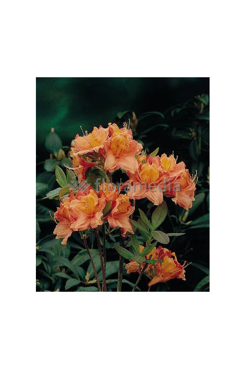 Azalia wielkokwiatowa 'Glowing Embers' | Rhododendron