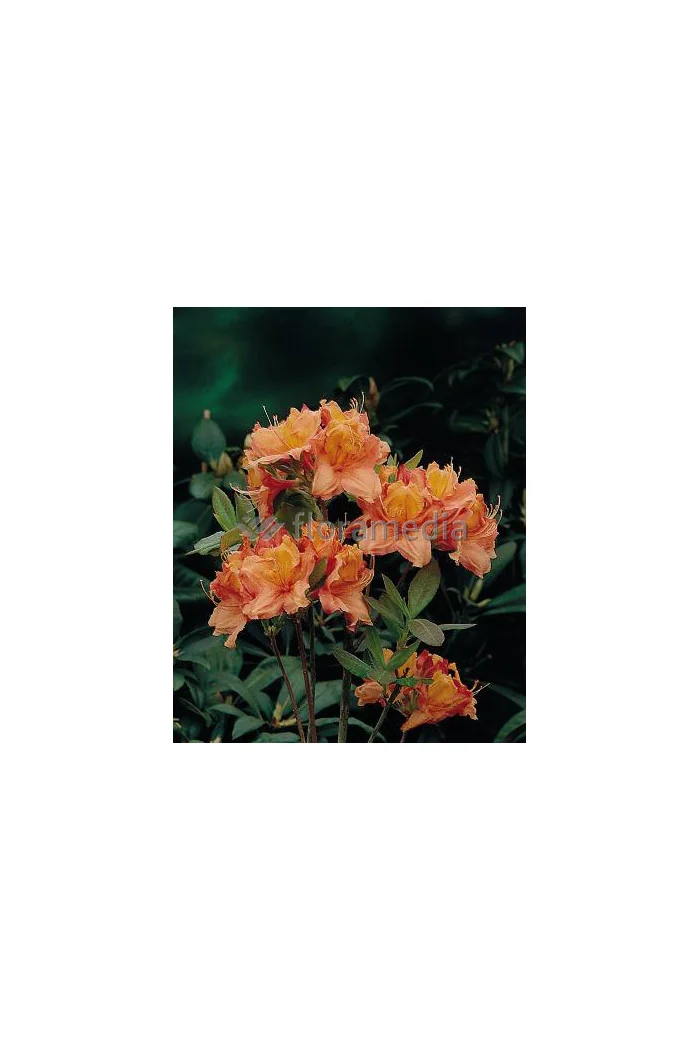 Azalia wielkokwiatowa 'Glowing Embers' | Rhododendron
