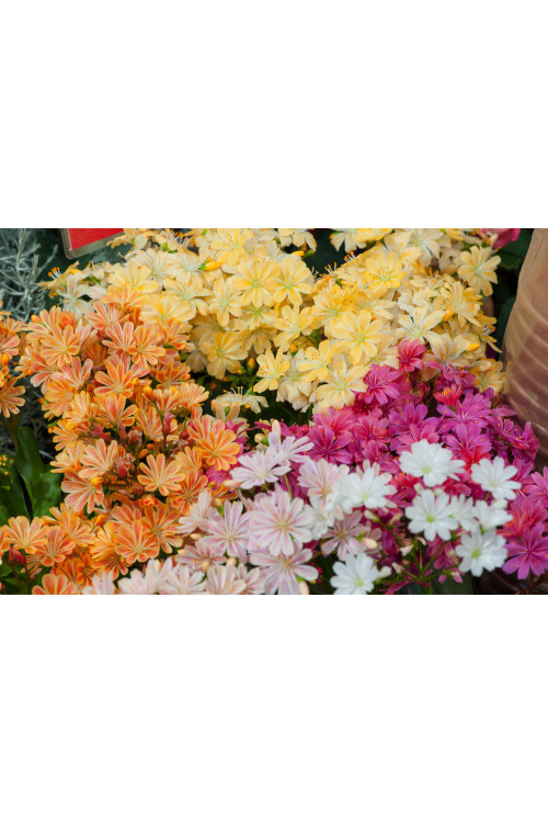 Lewizja 'Elise' | Lewisia cotyledon