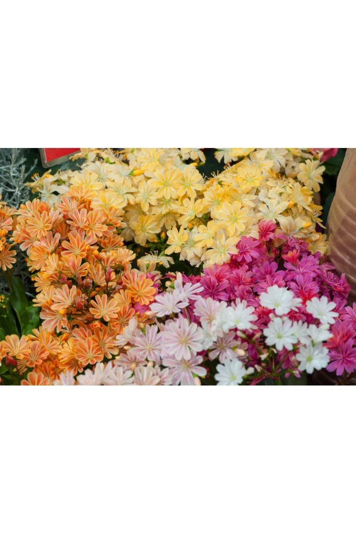 Lewizja 'Elise' | Lewisia cotyledon