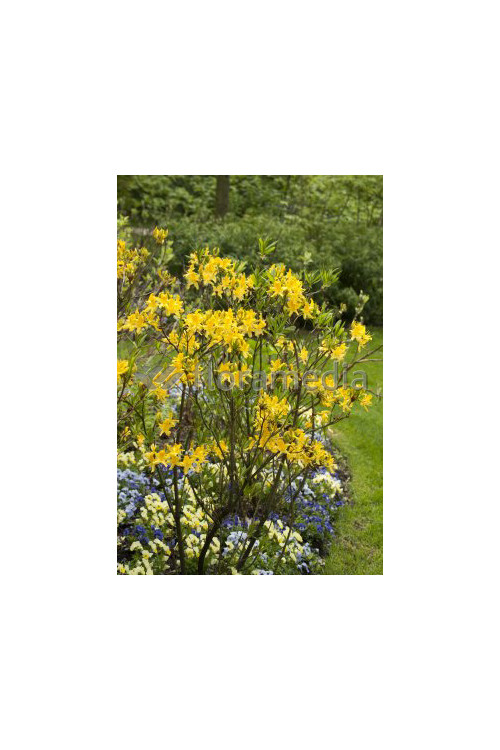 Azalia wielkokwiatowa 'Anneke' | Rhododendron