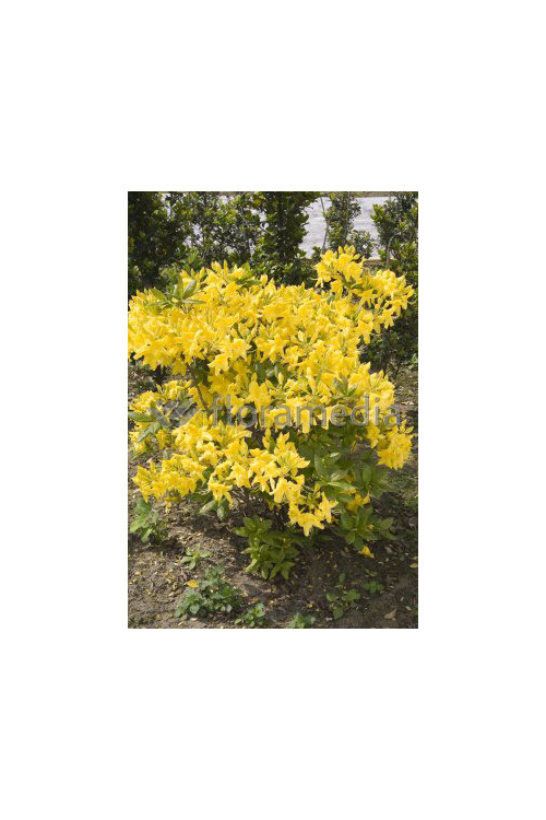 Azalia wielkokwiatowa 'Anneke' | Rhododendron