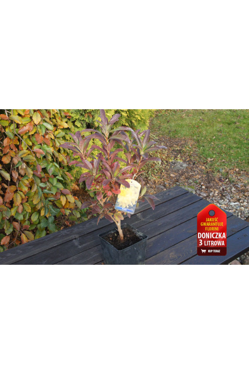 Azalia wielkokwiatowa 'Anneke' | Rhododendron