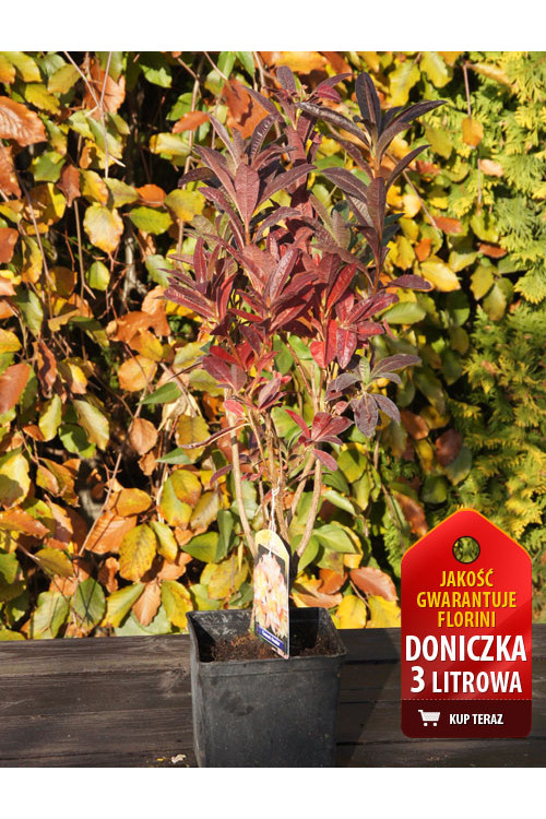 Azalia wielkokwiatowa 'Glowing Embers' | Rhododendron