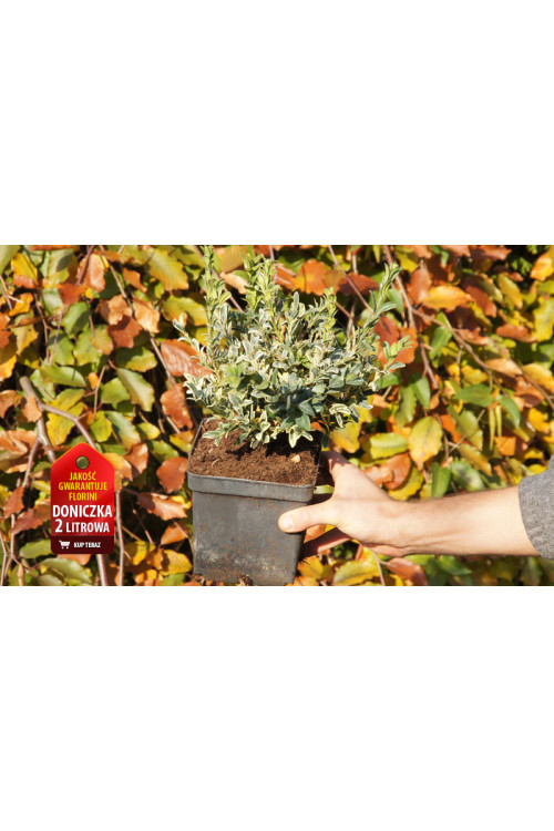 Bukszpan wieczniezielony 'Variegata' Buxus sempervirens