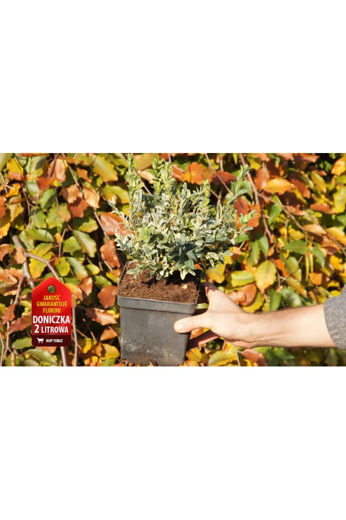 Bukszpan wieczniezielony 'Variegata' Buxus sempervirens