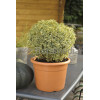 Bukszpan wieczniezielony 'Variegata' Buxus sempervirens