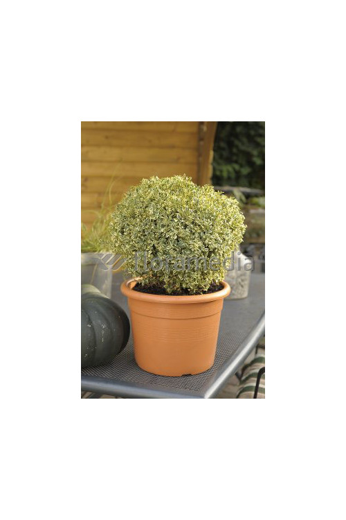 Bukszpan wieczniezielony 'Variegata' Buxus sempervirens