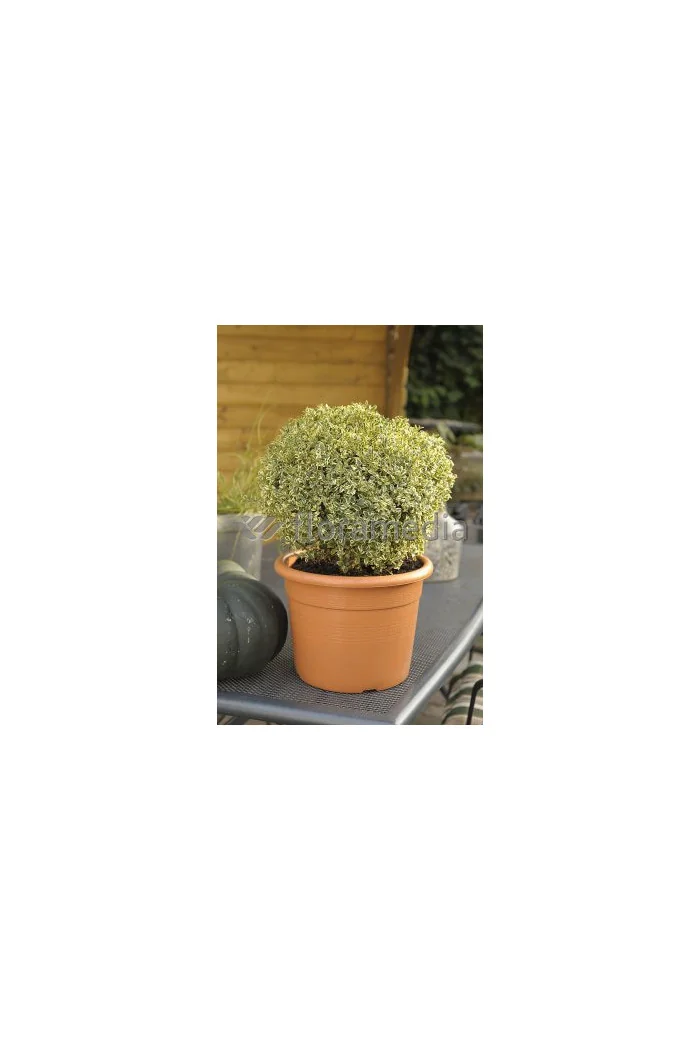 Bukszpan wieczniezielony 'Variegata' Buxus sempervirens