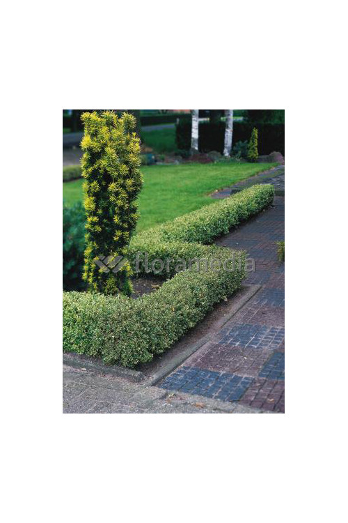 Bukszpan wieczniezielony 'Variegata' Buxus sempervirens