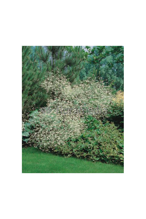 Modrak, crambe, modrak kaukaski, duże rośliny, duże byliny, byliny na skalniak, byliny duże sadzonki