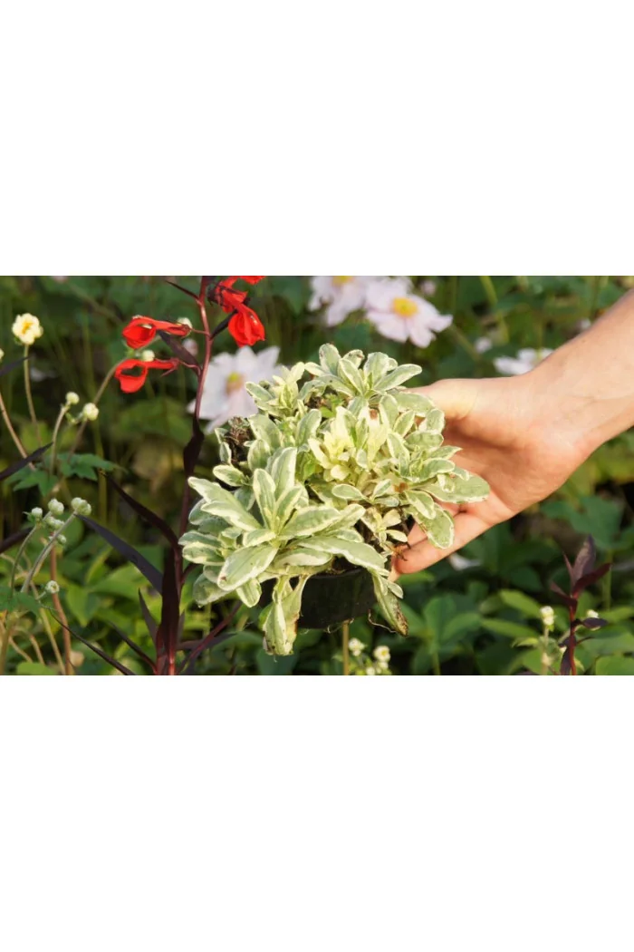 Niezapominajka 'Variegata' Myosotis