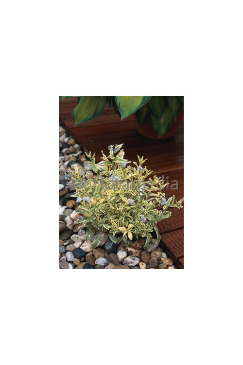 Niezapominajka 'Variegata' Myosotis