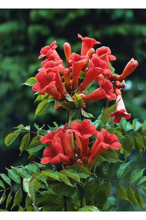 Milin amerykański 'Flamenco' | Campsis radicans