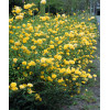 Złotlin japoński 'Pleniflora' Kerria japonica