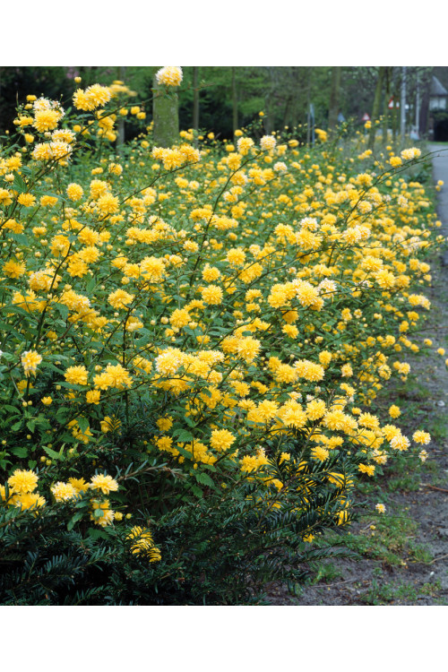 Złotlin japoński 'Pleniflora' Kerria japonica