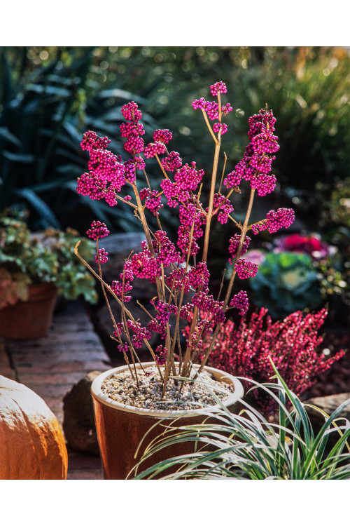 Pięknotka bodinera 'Profusion' | Callicarpa bodinieri