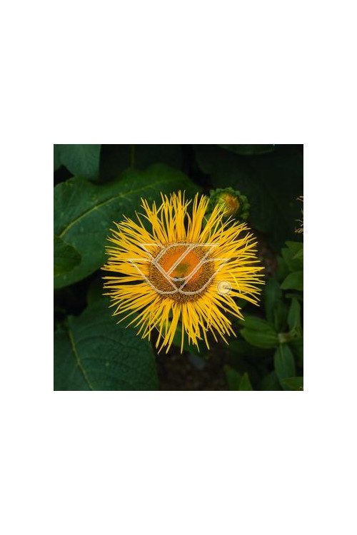 Oman wschodni 'Grandiflora' Inula orientalis