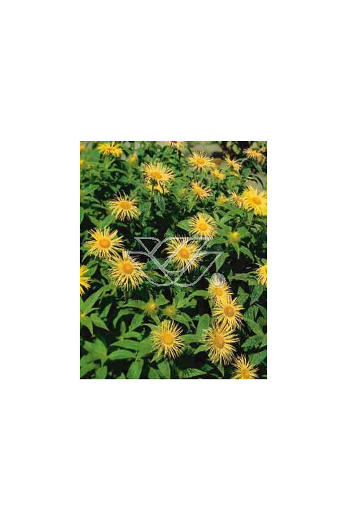 Oman wschodni 'Grandiflora' Inula orientalis