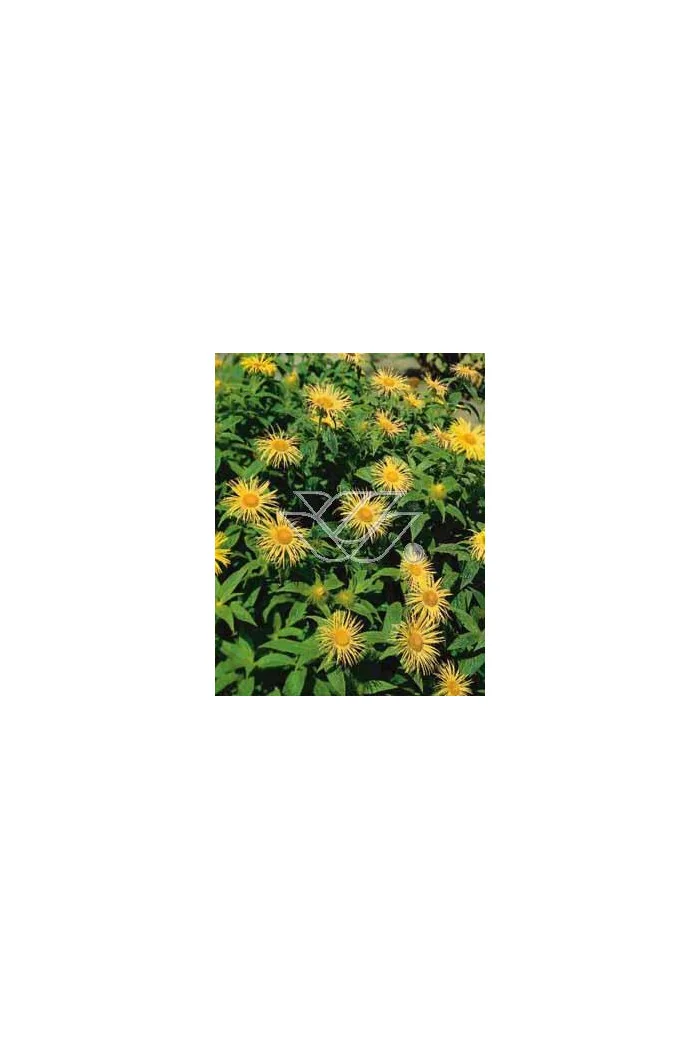 Oman wschodni 'Grandiflora' Inula orientalis
